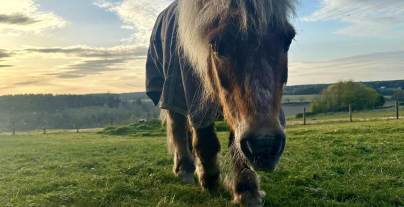 The winning photograph - Pony close to Wycliffe Park, shared by Wiktoria