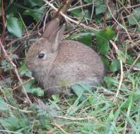 Baby rabbit at Stanbridge Earls, shared by Jennifer Taylar
