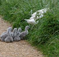 Signets photographed by Maurice G, owner at Scarcroft Park