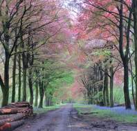 Woods Near Salisbury Coming In To Bloom, by Jennifer T, Stanbridge Earls Owner