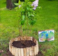 Mark-Head-Gardener-Chalfont-Lilac-Tree