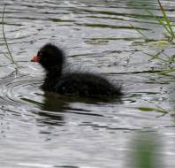 Baby moorhen, photographed by Maurice G, owner at Scarcroft Park