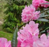 Spring Rhododendrons, by Julie C, owner at Sunningdale Park