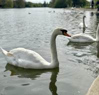 Swans at Marlow Park near Wycliffe Park