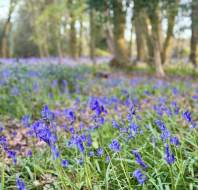 Bluebells ten mins from Wycliffe Park, shared by Wiktoria