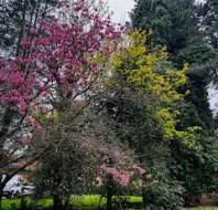Beautiful shades of colour among the trees, photographed by Sally, Audley owner