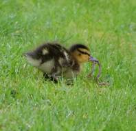 The early duckling catches the worm at Audley Clevedon