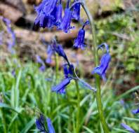 Bluebells in the rain at Audley Redwood, captured by John T, owner