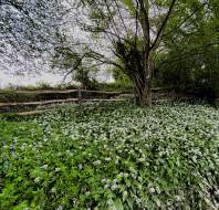 Ransoms wild garlic near Willicombe Park, photographed by Patricia K, owner