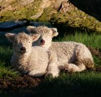 Spring lambs in Ilkley, close to Clevedon, photographed by Fiona C, owner