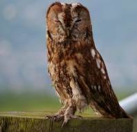 Tawny owl perched on the fence at Audley Clevedon, by Fiona C, owner