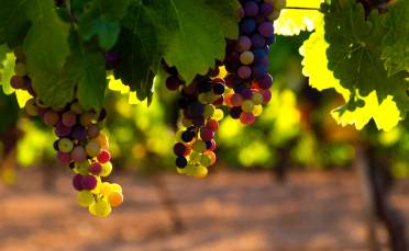 Grapes ripening on vine