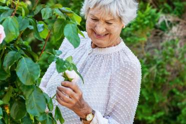 Elderly woman inspecting rose on bush