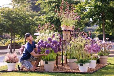 RHS Wisley Flower Show 2025 A man arranges potted allium flowers, with large purple and white blooms, in an outdoor garden display on a sunny day.