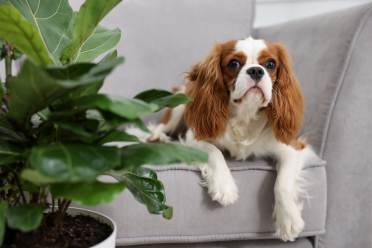 pet-friendly houseplants for your Audley home