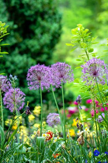 Gardens in summer 