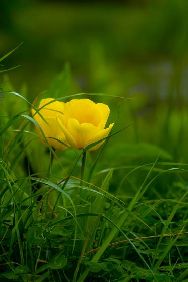 Yellow flower in the grass