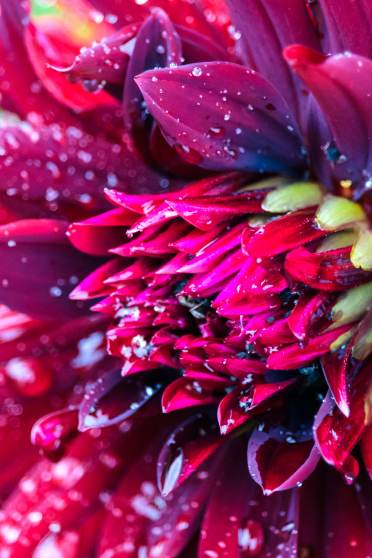 A wine red flower closeup