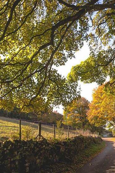 Trees overhanging a broad footpath