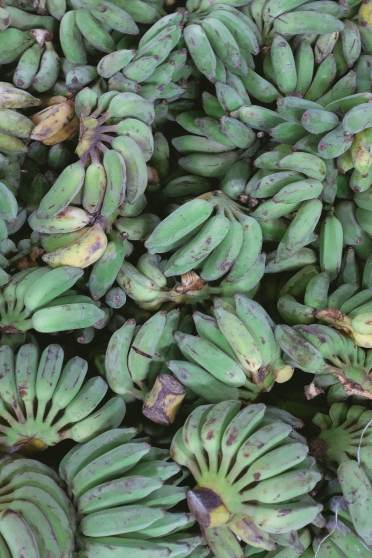Green Plantain superfood for later life gut health