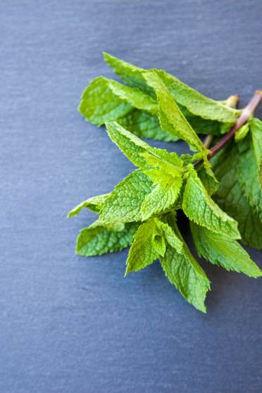 Peppermint good for gut health