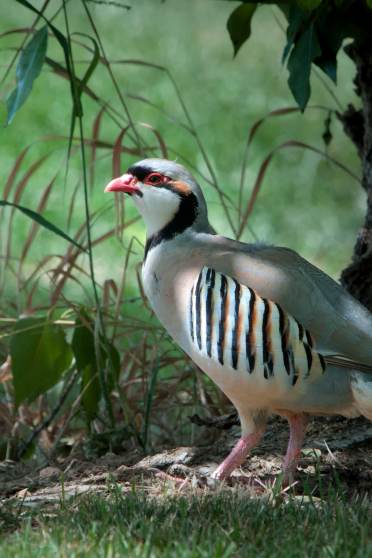 Chukar spotted at Audley Stanbridge Earls (photo representative)