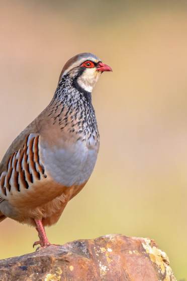 Red legged partridge spotted at Audley Stanbridge Earls (photo representative)