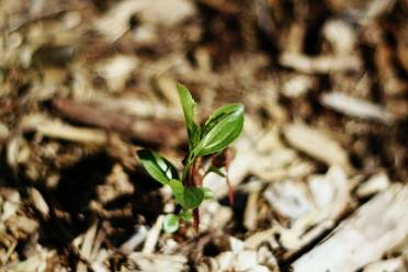 gardening plants