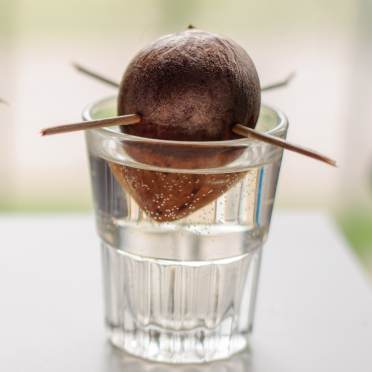 growing an avocado from seed