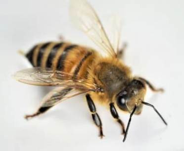 honey bee photo by the beekeepers association