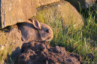 Baby rabbit venturing out early one morning close to Audley Clevedon, taken by Mrs Currie