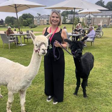 Alpacas visiting Audley Clevedon summer fair