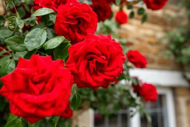How to take care of the elegant English rose