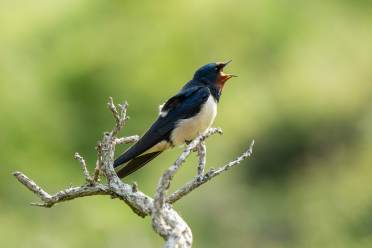 House Martins at Audley Stanbridge Earls (photo representative)