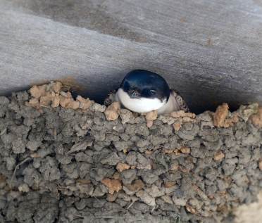 House Martins nesting at Audley Stanbridge Earls (photo representative)