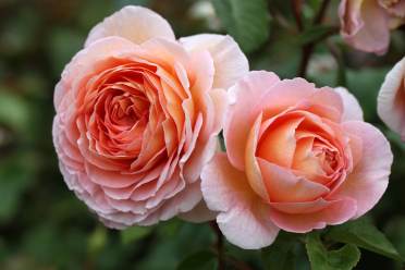 The beautiful English Rose