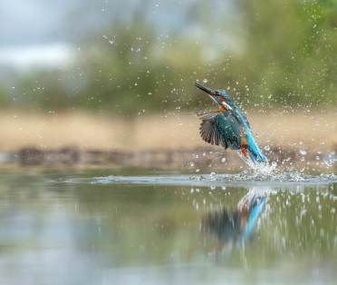 Kingfisher on a lake
