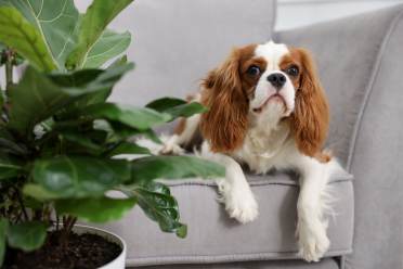 pet-friendly houseplants for your Audley home