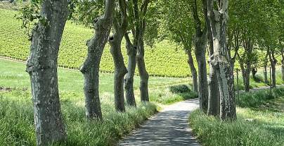 Tree-lined path through farm fields