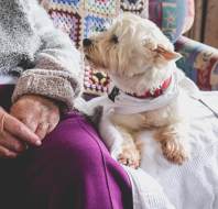 An elderly person sits on a couch with a small white dog wearing a collar and leash, resting beside them on a blanket.