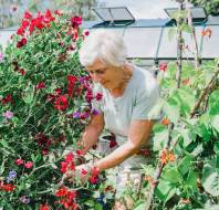 Owner working on the village allotment