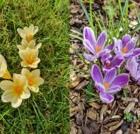 Daffodils and Crocus