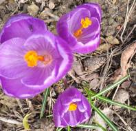 Crocus