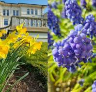 Daffodils and Hyacinths