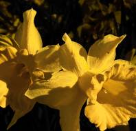 Evening daffodils