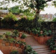 Lush garden with stone steps and terracotta pots