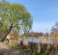 Riverside path with weeping willow