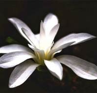 Magnolia stellata