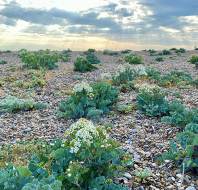 Vegetated shingle under moody sky