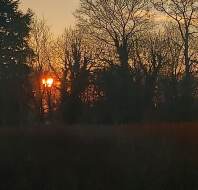 Red setting sun behind trees